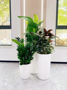 想知道镇海绿化修剪哪家优？这家品质超一流！亡